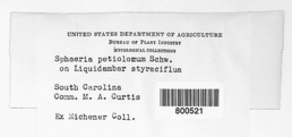 Ambarignomonia petiolorum image